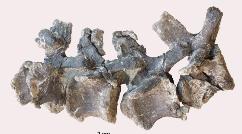 4 sir de vertebre