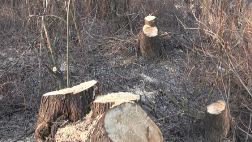 Cioate de arbori nemarcati