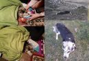 Un om de afaceri a bătut un câine cu bestialitate și și-a lăsat câinii să îl muște/VIDEO