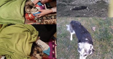 Un om de afaceri a bătut un câine cu bestialitate și și-a lăsat câinii să îl muște/VIDEO